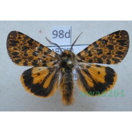 Maurica joiceyi (Talbot, 1928) male ex. ovo Morocco98d